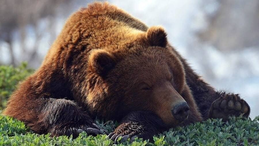Медведь атаковал туриста в Пекине